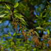 상수리나무(Quercus acutissima Carruth.) : habal