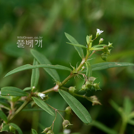 산방백운풀(Oldenlandia corymbosa L.) : 고들빼기