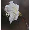 흰진달래(Rhododendron mucronulatum for. albiflorum (Nakai) Okuyama) : 가야