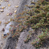 애기땅빈대(Euphorbia maculata L.) : 塞翁之馬