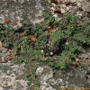 애기땅빈대(Euphorbia maculata L.) : 바지랑대