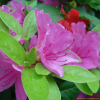 영산홍(Rhododendron indicum (L.) Sweet) : 설뫼