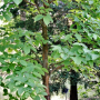 노각나무 : 꽃사랑한동구