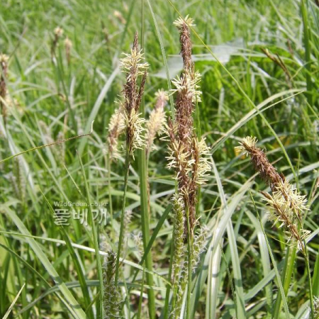 삿갓사초(Carex dispalata Boott) : 塞翁之馬