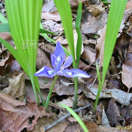 넓은잎각시붓꽃(Iris rossii var. latifolia J.K.Sim & Y.S.Kim) : kplant1