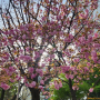 겹벚꽃나무 : 추풍