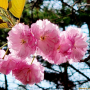 겹벚꽃나무 : 추풍