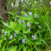 졸방제비꽃(Viola acuminata Ledeb.) : 박용석nerd