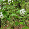 분꽃나무(Viburnum carlesii Hemsl.) : 청암