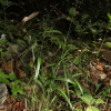 광릉용수염(Diarrhena fauriei (Hack.) Ohwi) : 봄까치꽃