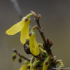 의성개나리(Forsythia viridissima Lindl.) : 통통배