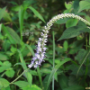 꼬리풀(Pseudolysimachion linariifolium (Pall. ex Link) Holub) : 꽃사랑