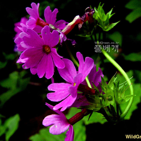 큰앵초(Primula jesoana Miq.) : 몽블랑