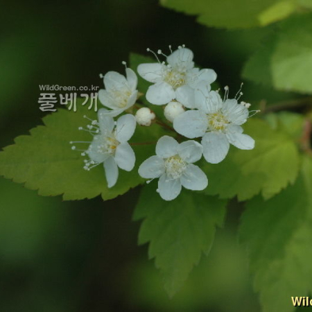 인가목조팝나무(Spiraea chamaedryfolia L.) : 벼루
