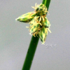 세모고랭이(Schoenoplectus triqueter (L.) Palla) : 무심거사