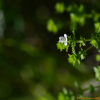 앉은좁쌀풀(Euphrasia maximowiczii Wettst.) : 산들꽃