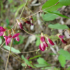 꽃싸리(Campylotropis macrocarpa (Bunge) Rehder) : 산들꽃