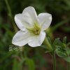 페튜니아(Petunia hybrida Vilm.) : 꽃천사