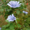 꽃상추(Cichorium endivia L.) : 꽃천사