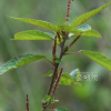 깨풀(Acalypha australis L.) : 설뫼*