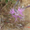 구름패랭이꽃(Dianthus superbus var. alpestris Kablik. ex Celak.) : 현촌