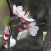 개살구나무(Prunus mandshurica (Maxim.) Koehne) : 무심거사