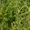 마편초(Verbena officinalis L.) : 설뫼*
