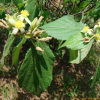 장구밥나무(Grewia biloba G.Don) : 박용석nerd