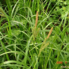 삿갓사초(Carex dispalata Boott) : 현촌