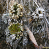 부처손(Selaginella involvens (Sw.) Spring) : 통통배