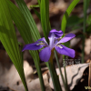 넓은잎각시붓꽃(Iris rossii var. latifolia J.K.Sim & Y.S.Kim) : 塞翁之馬