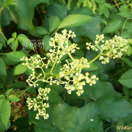 거지덩굴(Causonia japonica (Thunb.) Raf.) : 들국화