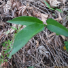 반하(Pinellia ternata (Thunb.) Breitenb.) : 통통배
