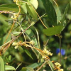 실새삼(Cuscuta australis R.Br.) : 카르마