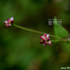 며느리밑씻개(Persicaria senticosa (Meisn.) H.Gross) : 河志
