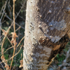 머귀나무(Zanthoxylum ailanthoides Siebold & Zucc.) : 식물천국