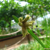 송이고랭이(Schoenoplectiella triangulata (Roxb.) J.Jung & H.K.Choi) : 산들꽃