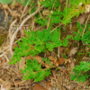개부처손(Selaginella stauntoniana Spring) : 벼루