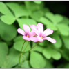 덩이괭이밥(Oxalis articulata Sabigny) : 봄까치꽃
