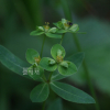 대극(Euphorbia pekinensis Rupr.) : 김새벽