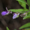 두메애기풀(Polygala sibirica L.) : 통통배