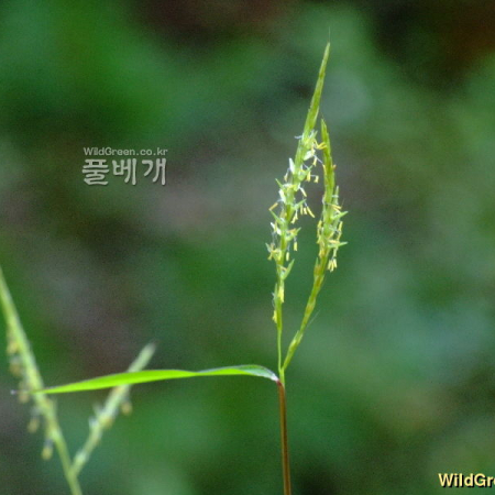 쇠풀(Schizachyrium brevifolium (Sw.) Nees ex B?se) : 塞翁之馬