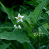 도깨비가지(Solanum carolinense L.) : 고들빼기