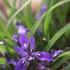 넓은잎각시붓꽃(Iris rossii var. latifolia J.K.Sim & Y.S.Kim) : 통통배