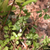 개구리발톱(Semiaquilegia adoxoides (DC.) Makino) : habal