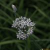 부추(Allium tuberosum Rottler ex Spreng.) : habal