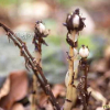 수정난풀(Monotropa uniflora L.) : 풀배낭