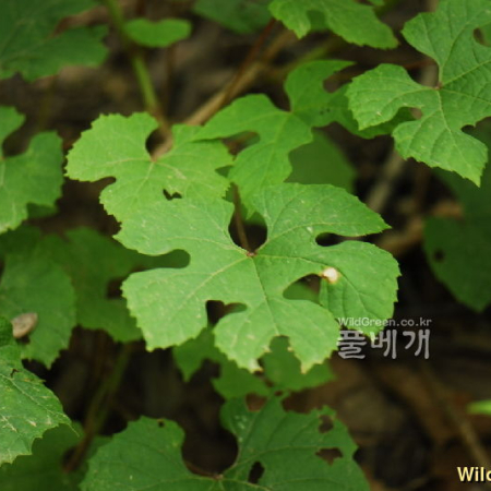 가새잎개머루(Ampelopsis glandulosa (Wall.) Momiy. var. heterophylla (Thunb.) Momiy. f. citrulloides (Lebas) Momiy.) : 통통배