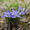 넓은잎각시붓꽃(Iris rossii var. latifolia J.K.Sim & Y.S.Kim) : 통통배