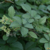 거지덩굴(Causonia japonica (Thunb.) Raf.) : 고들빼기